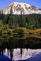 Mt. Rainier in Reflection Lake